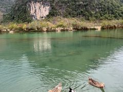 -靖西鹅泉风景区
