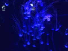 -青岛海底世界-水族馆