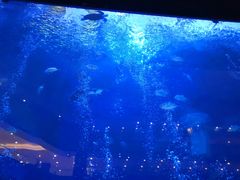 -成都浩海立方海洋公园