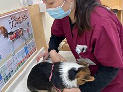 -美联众合动物医院·24h京西诊疗中心