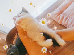 -十年猫舍·猫咪专门店(普陀店)