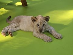 -北京野生动物园