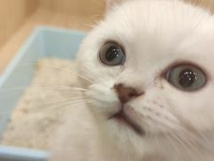 -屋虎猫馆(宝安大仟里店)