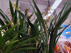 -大润发(梅兰东路店)