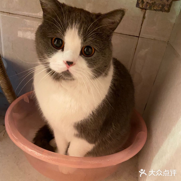 像这样？我家主子的高萌瞬间