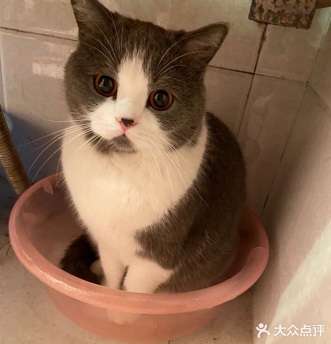 像这样？我家主子的高萌瞬间