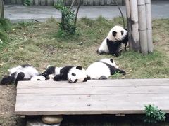 -成都大熊猫繁育研究基地