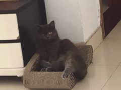 -创凡宠物医院·骨专科  猫科中心(西乡分院)