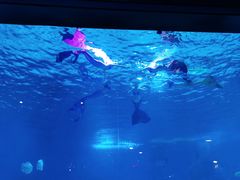 -烟台海昌鲸鲨海洋公园