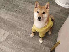 -浣熊柯尔鸭土拨鼠·电玩咖