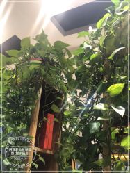 -阿莲新妆护肤造型