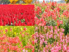 -海心沙亚运公园