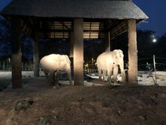 -清迈夜间动物园