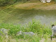 -隔田烧鸡