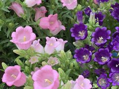 -秦美花卉(天朗·莱茵小城2期店)