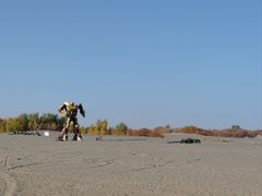 -金塔沙漠胡杨林景区