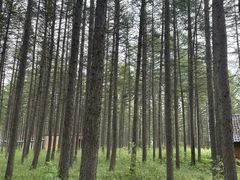 -御道口草原森林风景区