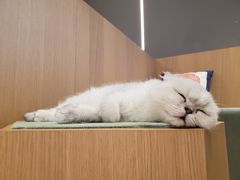 -CAT’S MEWSTAR CAFE·喵星球猫屋(晴湾咖啡店)