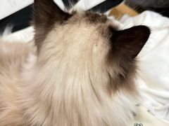 -滚猫咖啡·猫咖·猫友好撸猫(未来城店)