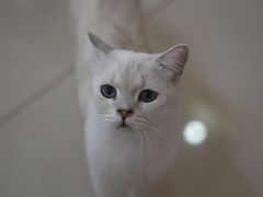 -鼓捣猫呢主题猫咖店
