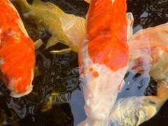 -Warung Babi Guling Ibu Oka 3