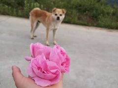 -良成狗狗乐园