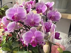 -FEI FEI FLOWER鲜花店·气球派对·宝宝宴布置(虹口德必运动Loft店)