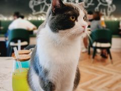 -遇见羊驼·奶狗咖·布偶猫咖·法斗柯基柴犬阿拉斯加(春熙路太古里IFS店)
