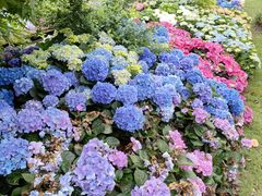 -深圳仙湖植物园