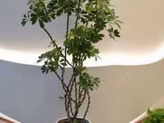 -小仙女采耳·按摩·SPA(深圳旗舰店)