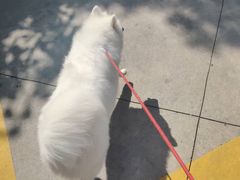 -翊宠yipet猫狗购宠庄园犬舍•猫舍