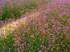 -紫颐香薰山谷景区