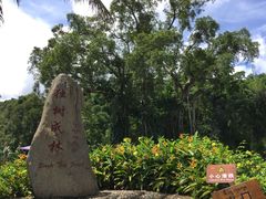 景点-瑞丽独树成林风景区