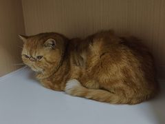 -谐和益家动物医院·免疫绝育·血液透析·宠保定点医院(高新伊藤分院)