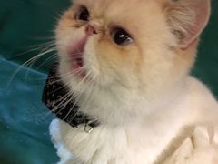 -猫色咖啡·猫咖