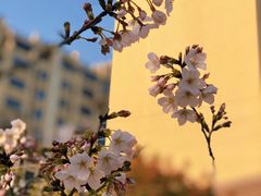 -高东镇樱花园