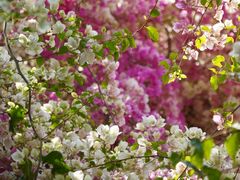 -深圳国际园林花卉博览园