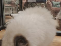 -袖虎·猫馆(体育西路店)