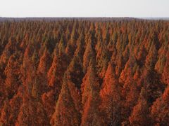 -黄海国家森林公园