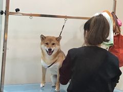-momokira米努特·德文卷毛猫·棉花面纱犬