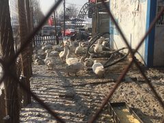 门面-鱼窝棚柴火铁锅炖(富山屯店)