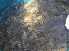 河虾-海峡水产品交易中心(海鲜交易区)