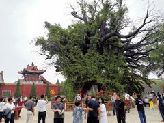 -大槐树寻根祭祖园