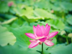 -野鸭湖国家湿地公园