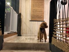 -百好乐宠物友好餐厅(朝外大街店)