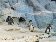 -帝企鹅自助餐厅•儿童岛•真企鹅(长隆企鹅酒店)