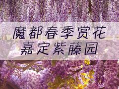 -嘉定紫藤园