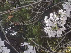 -陆家嘴中心绿地