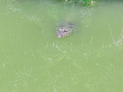 -池杉湖湿地公园