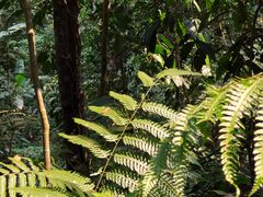 -中国科学院西双版纳热带植物园
